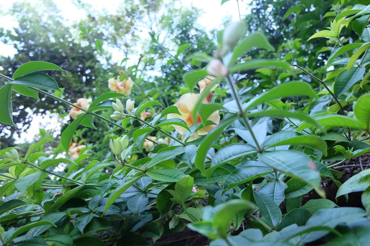 Samerdrow Khao Yai Mu Si Ngoại thất bức ảnh